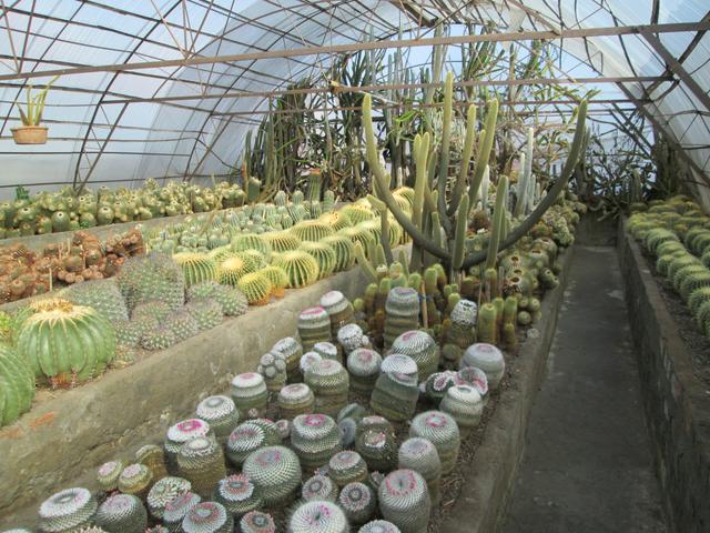 Pinewood Cactus Nusery