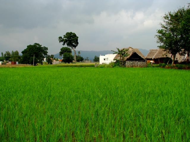 Paddy fields at Yelagiri Hills