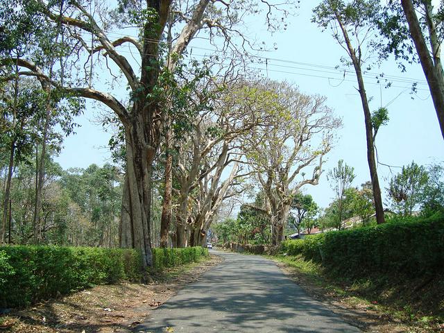 Valparai Road