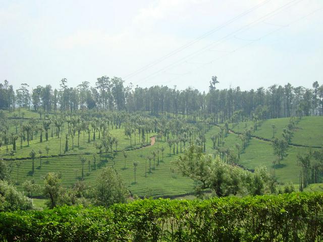 Valparai Tea Estate