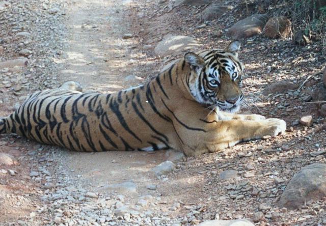 Young Tiger sprawled across road, Ranthambore