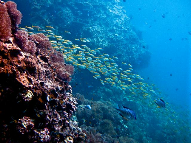 Diving near Ko Lanta