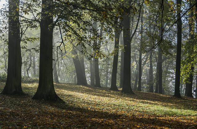 A forest park in Kłodzko