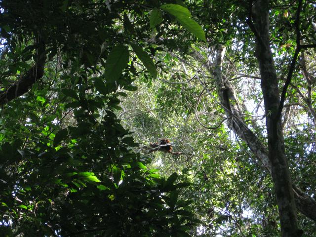 Red monkey (roars strong) at Serere reserve