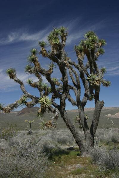 Joshua Tree National Park