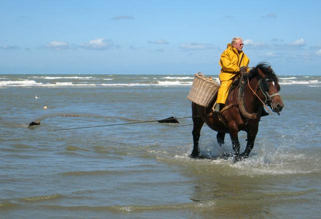 Horseback shrimping