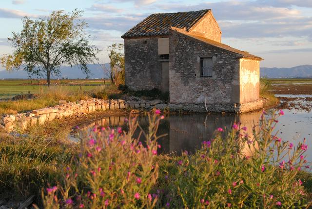 Albufera rice paddies and farmhouse