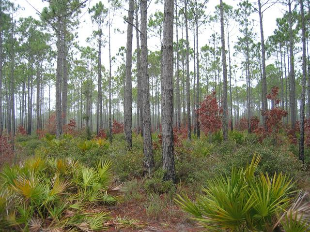 Some of the landscape in Apalachicola National Forest