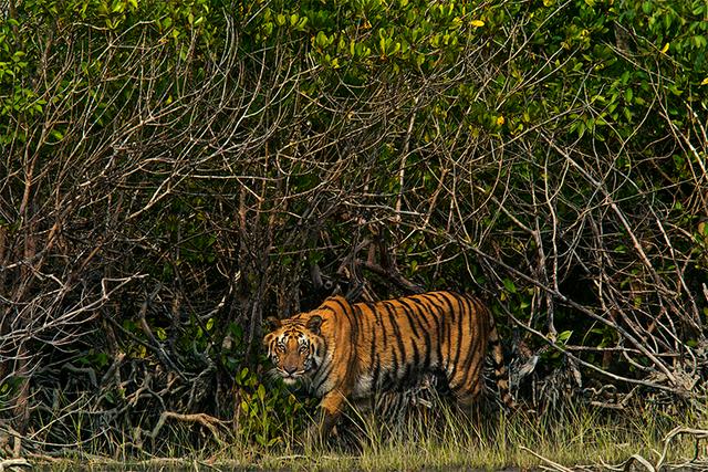 A Bengal tiger in the Sundarbans