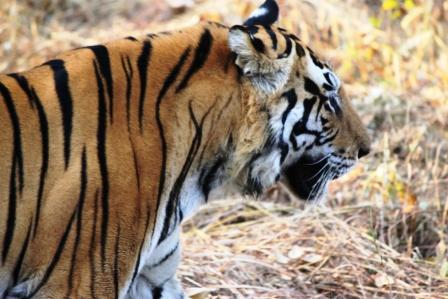 Male Tiger resting in Kanha National Park