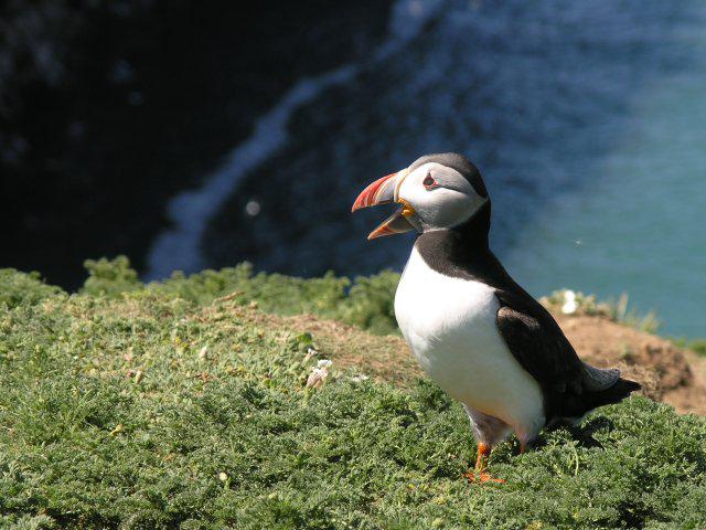 Atlantic Puffin (Fratercula arctica)