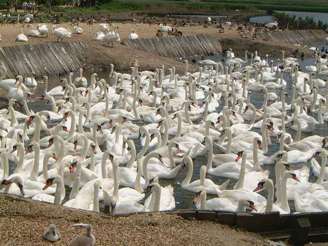 Abbotsbury Swannery