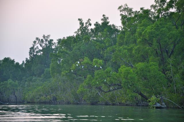 The Sundarbans are the world's largest mangrove swamp