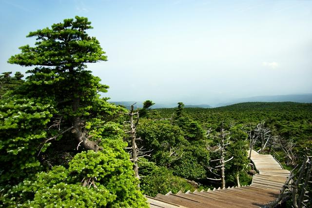 Forest climbing the peak