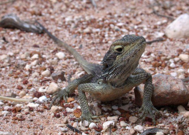 The Abrolhos dwarf bearded dragon