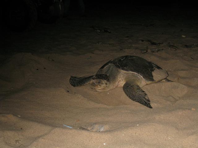 A sea turtle nesting at the beach in Ada