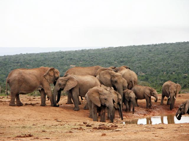 Elephant at the Hampoor Dam