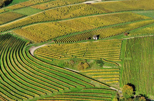 Aerial view of vineyards at Markgräflerland