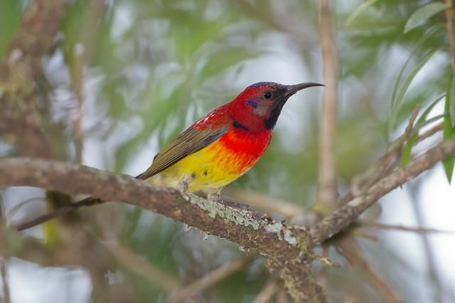 Mrs Gould's Sunbird photographed at Doi Ang Khang