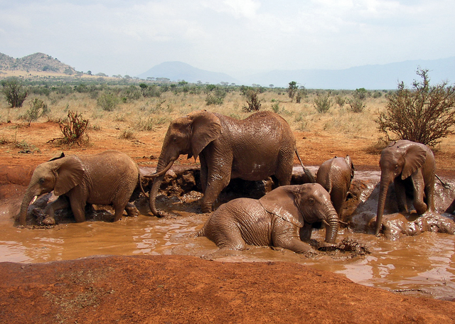 alt=African Bush Elephant mud bath