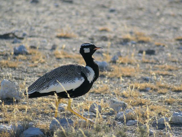 Northern black bustard