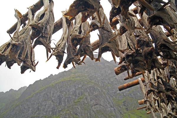 Cod drying in the wind, a common (and smelly) sight along the coast