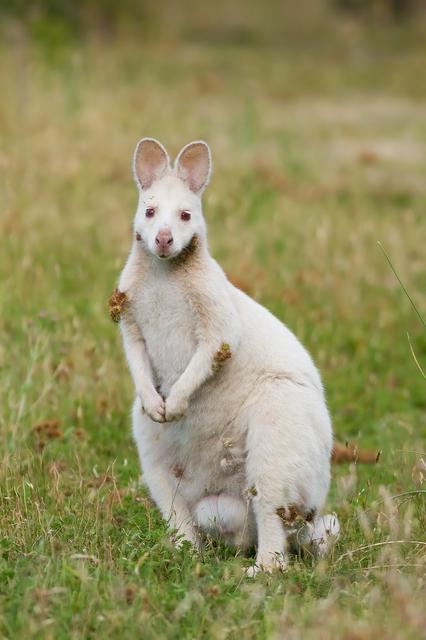 Bruny Island White Wallaby