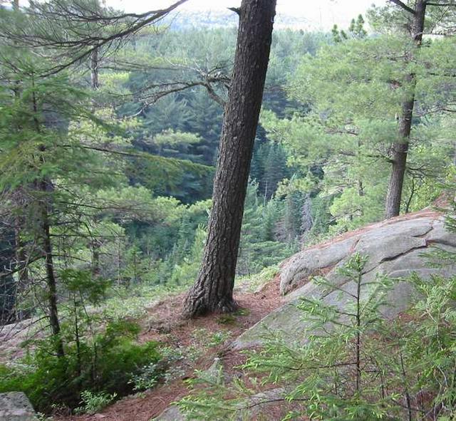 View from the Barron River Canyon Trail