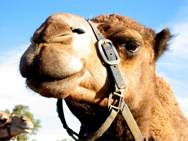 Camel Riding in the Red Centre