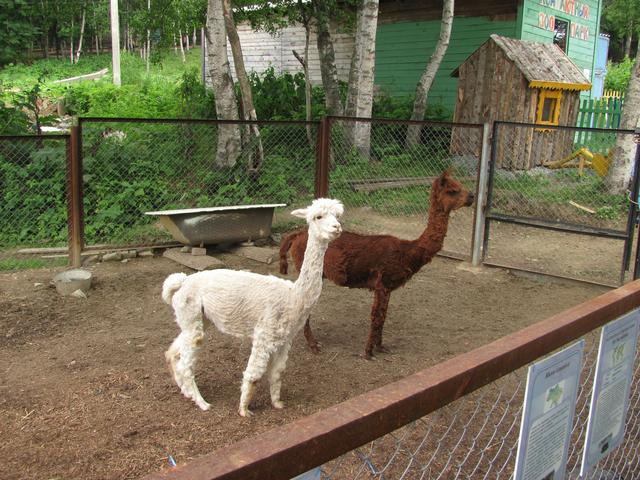 Alpacas in Yuzhno-Sakhalinsk Zoo