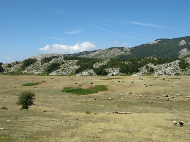 A pasture on the edge of the park