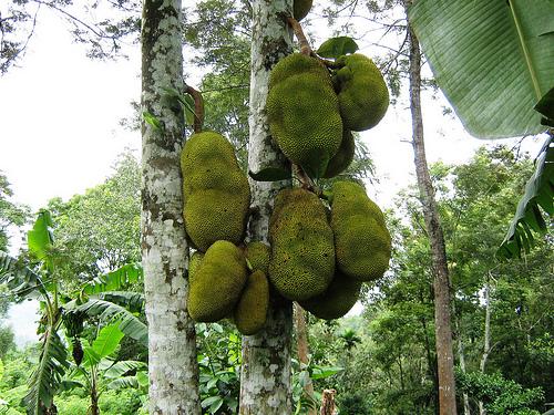 Jackfruit Tree inside the University at Ambalavayal