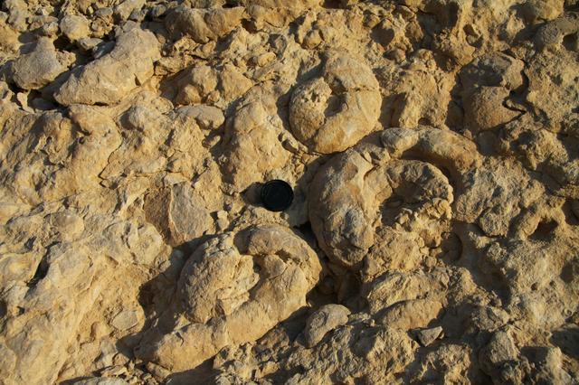 In the ammonite wall