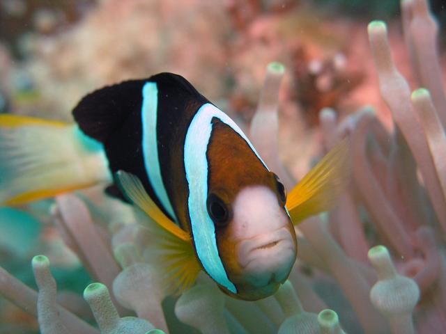 A first glance at Sipadan's colourful underwater life