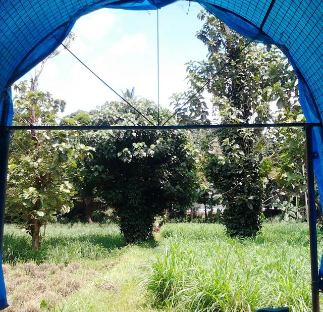 Anandashram has a green gazebo where you are surrounded by birds and butterflies all the time