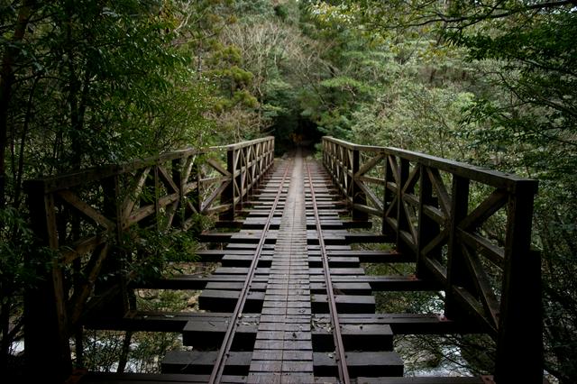 Walk on the forest trajectory to the "Jomon Sugi"