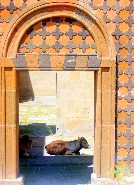 Bovine sentries at the Ottoman palace