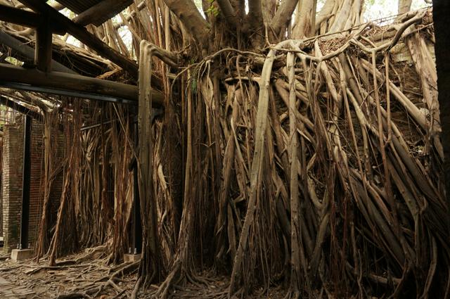 Anping Tree House