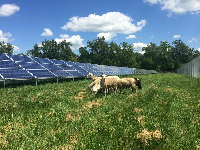 Solar Panels and Sheep Grazing in Yellow Springs