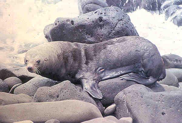 Guadalupe fur seal