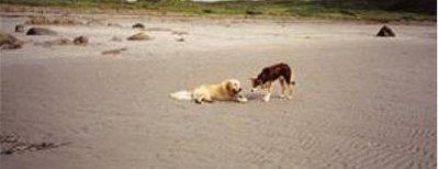 On the beach at Ardalanish