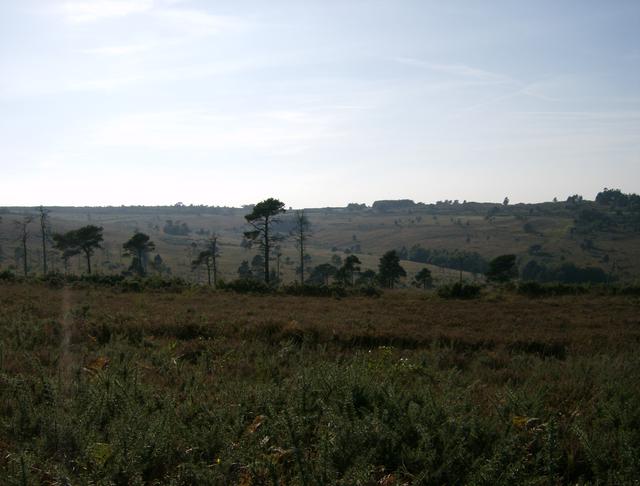 Ashdown Forest