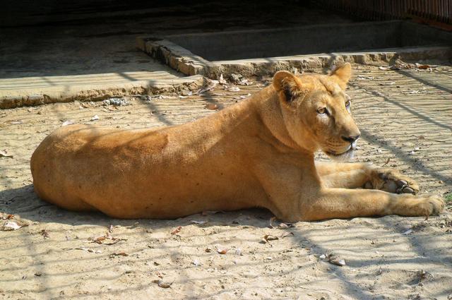 Asiatic lion (female) at Chittagong Zoo