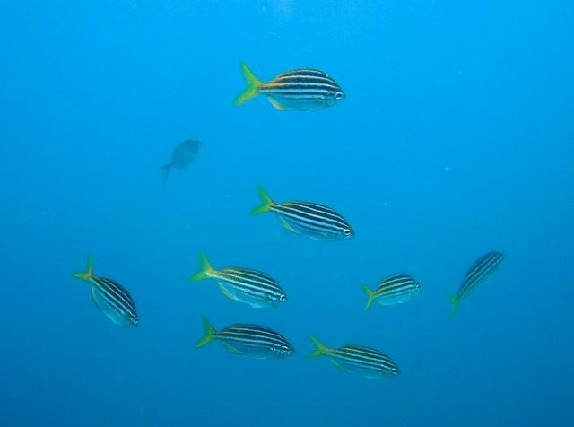 A small shoal of Australian Mado