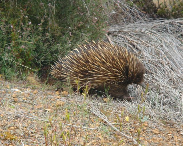 Echidna in Flinders Chase Nt. Pk