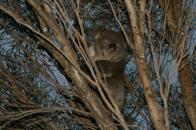 Koala at Vivonne Bay