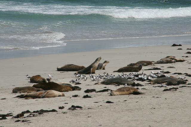 Australian Sea Lions on the Beach at Seal Bay