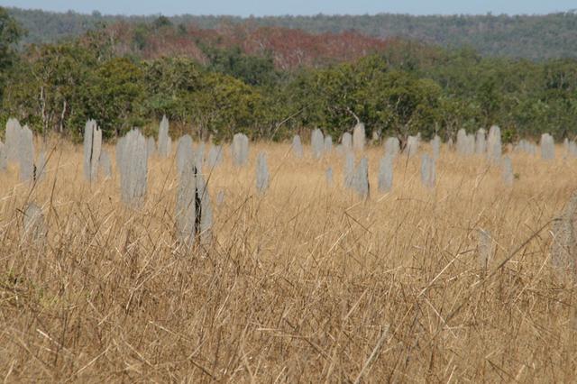 Magnetic termite mounds