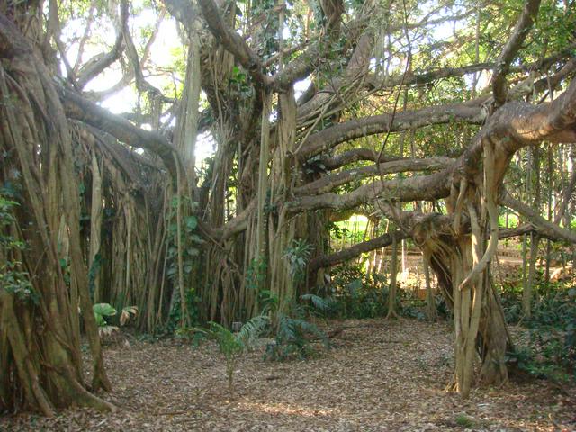 Giant Fig in the Botanic Gardens