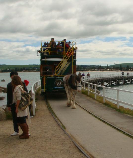 Misty, pulling the Granite Island tram